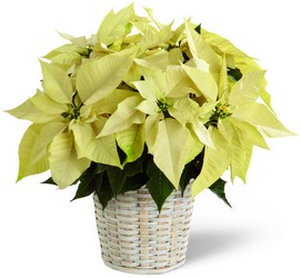 The FTD White Poinsettia Basket (Small) from Victor Mathis Florist in Louisville, KY